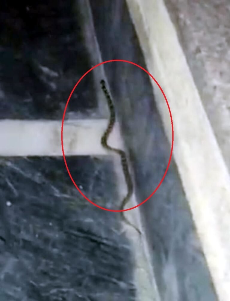 खाली पड़े प्लॉट से निकल रहे जहरीले सांप से दहशत में सेक्टर वासी: संजीव कुमार